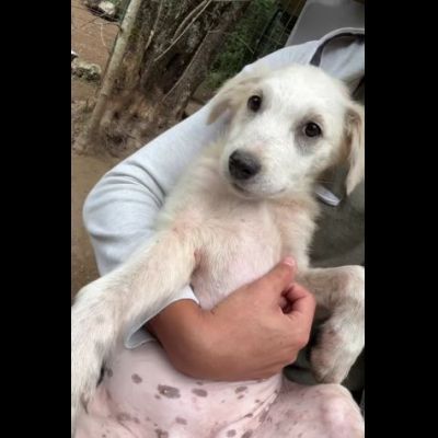 SALLY DELIZIOSA CUCCIOLA IN ADOZIONE - Foto 3