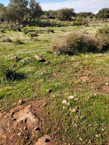Terreno in vendita a Francofonte - Foto 4