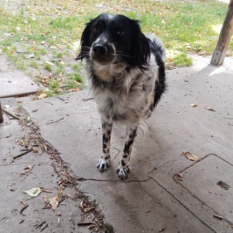Betty simil Setter 2anni salita mesi fa FERRARA - Foto 5