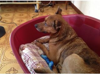 MERLINO non sa far magie!