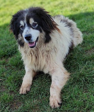 CANE IN ADOZIONE: PEGGY, dolce e determinata. - Foto 9