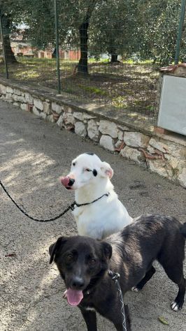 Bus , il cagnolino che prendeva l'autobus - Foto 5