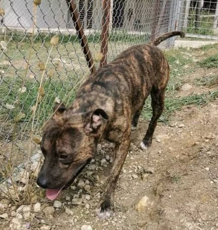 Zaza' ha un' indole meravigliosa, affettuoso cane in adozione 20 kg di tenerezza - Foto 7