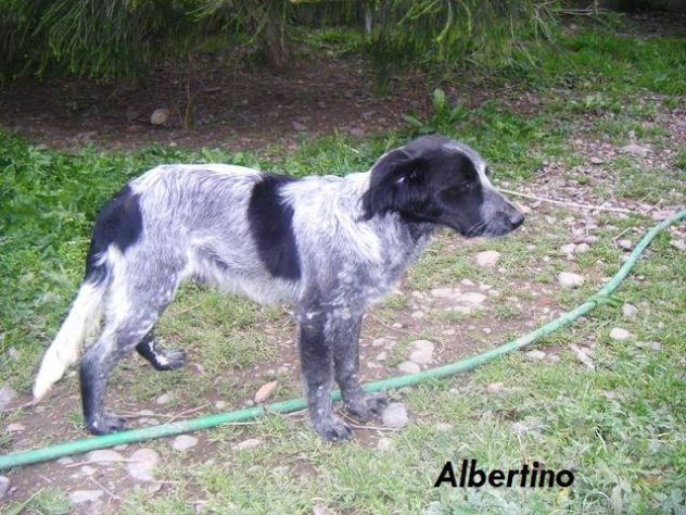 ALBERTINO, dolcissimo cagnolino - Foto 5