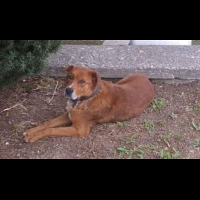 HACKITO CAGNOLINO IN ADOZIONE - Foto 2