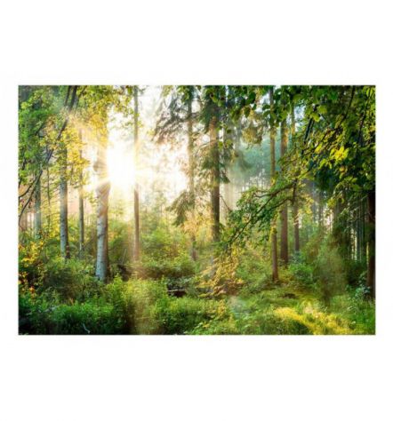 Fotomurale Adesivo Con Gli Alberi Nel Bosco Arredalacasa - Foto 2