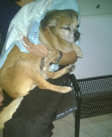 CHICCO, micro cane tranquillo e coccolone