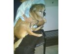 CHICCO, micro cane tranquillo e coccolone