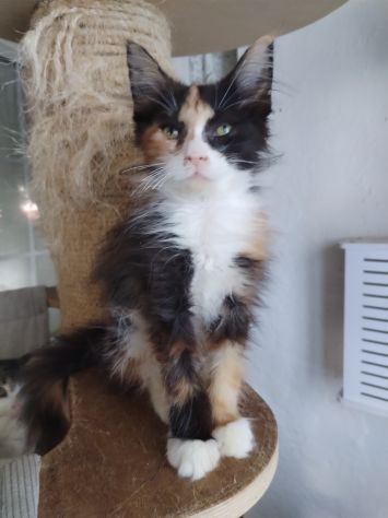 Gattini maine coon - Foto 2