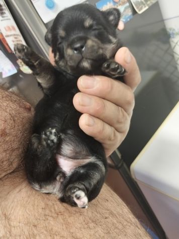 Cuccioli chihuahua - Foto 3