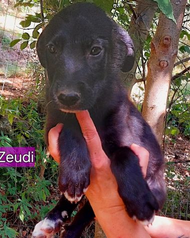 CUCCIOLI IN ADOZIONE - Foto 6