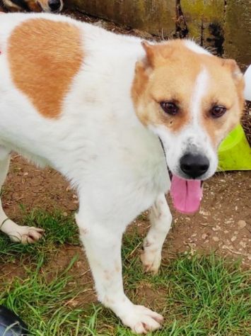 CATELLO: cagnolino in adozione - Foto 3