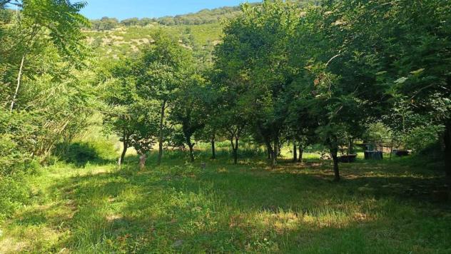 Vigneto in vendita a Castel San Giorgio