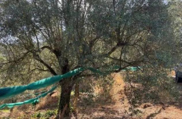 Immobile in asta di 62700 m² in vendita a Galatro - Foto 11