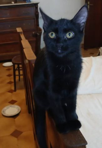 Moka gattina