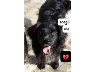 NERINO 3 ANNI 15/16 kg