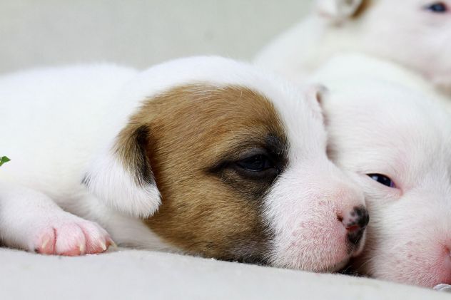 cuccioli jack russel russell terrier - Foto 3