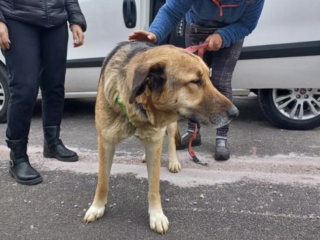 Sveva abbandonata in canile - Foto 2