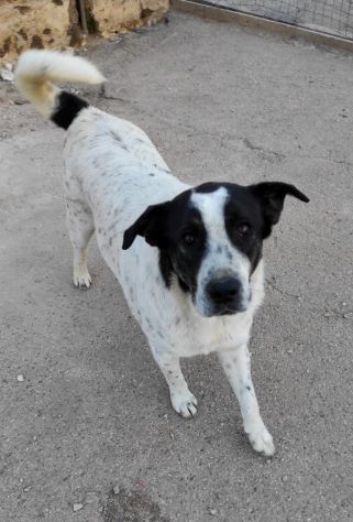 Cucciolone da sogno cerca ancora casa - Foto 5