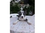 Cucciola Amstaff Blu con pedigree Bari Lecce Taranto