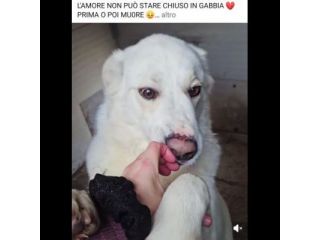 SONNY  molto affettuoso, CANE IN ADOZIONE