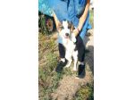Rossana cucciola mix pastore australiano border collie