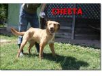 CHEETA, una super cagnolina
