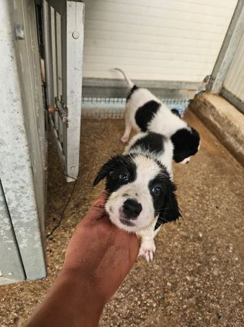 Rino: 2 mesi taglia contenuta - Foto 5