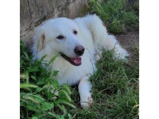 CANE DA ADOTTARE
