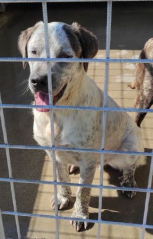 JAGO ADORABILE TENERONE: CANE IN ADOZIONE - Foto 9