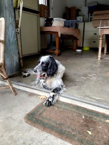 Offresi servizio dog/cat sitter Novara - Foto 3