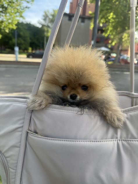Cucciola di pomerania, femmina , 4 mesi - Foto 10
