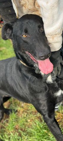 AARON dolce e vitale carbonello,  CANE IN ADOZIONE - Foto 3