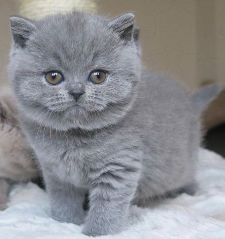 BRITISH SHORTHAIR CUCCIOLI BLU pag in 12 mesi - Annunci Milano