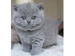 BRITISH SHORTHAIR CUCCIOLI BLU pag in 12 mesi
