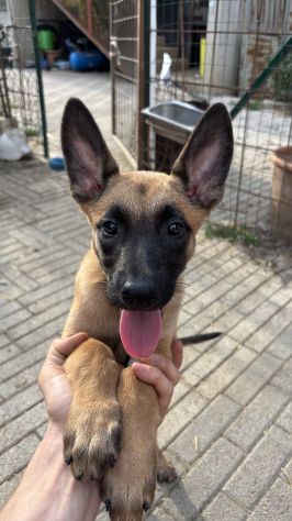 Cucciola di pastore belga malinois - Foto 2