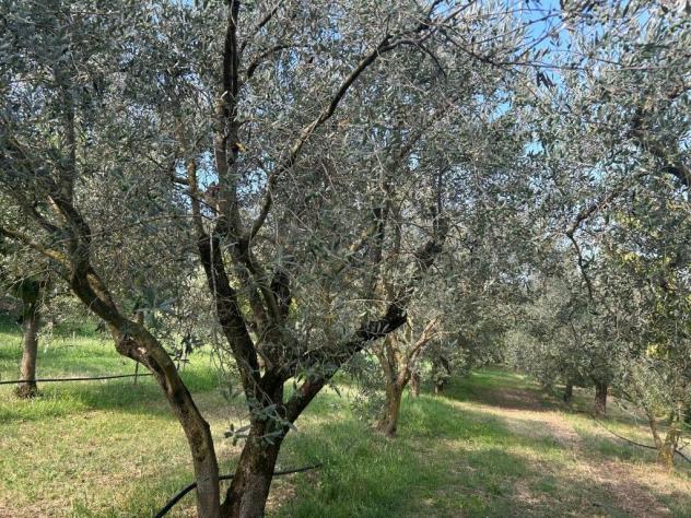Uliveto in vendita a Castegnero - Foto 11