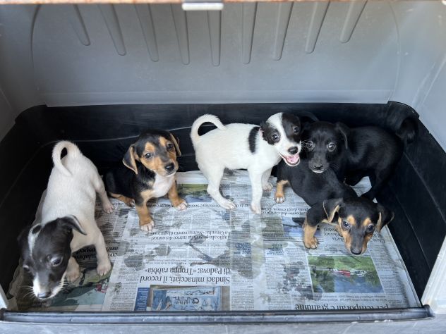 Jack Russell x Pinscher - Foto 4