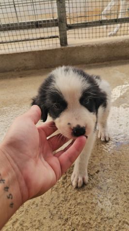 Rino: 2 mesi taglia contenuta - Foto 4