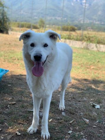 DIMENTICATI DAL MONDO NIKO CANE IN ADOZIONE - Foto 5