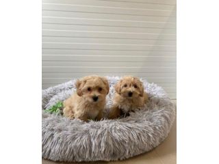 piccoli di maltipoo