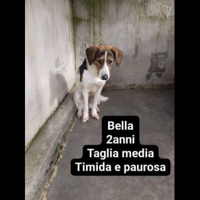 Cagnolini in adozione: RINGO ROMOLA BELLA FREDDY PABLO MONDO - Foto 4