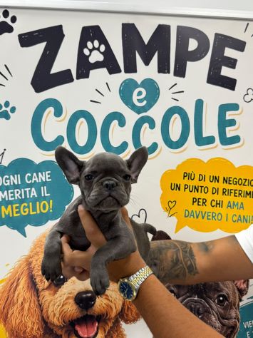 Cuccioli bulldog franesi maschi e femmine blu e blu merle - Foto 2