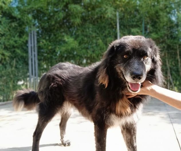 LUPO dolcissimo pastore- gli basta un raggio di sole!