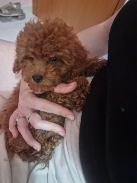 BARBONCINI TOY ROSSO SCURO CON PEDIGREE ENCI – 4 MESI ❤️ - Foto 5
