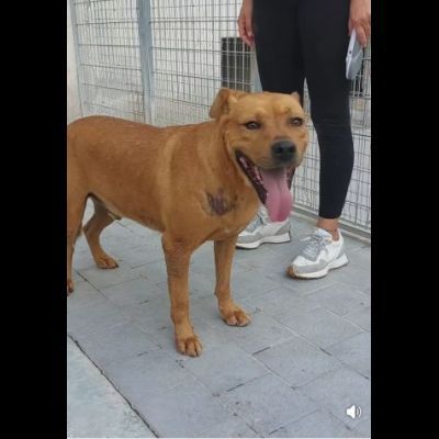 RED CERCA SALVEZZA CANE IN ADOZIONE - Foto 8
