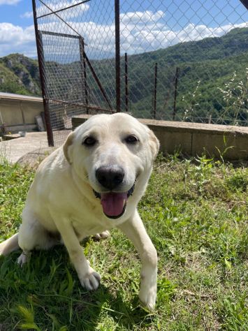 Splendida EDWIGE SIMIL LABRADOR CANE IN ADOZIONE - Foto 6