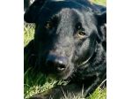 CANE IN ADOZIONE: AARON