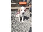 Cuccioli