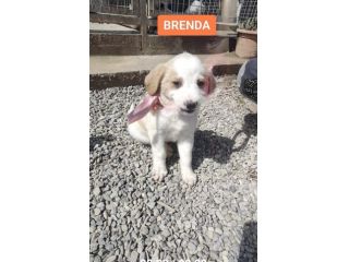 Cuccioli
